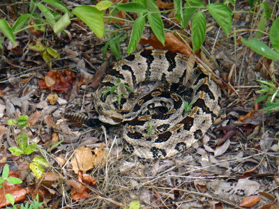 Timber Rattler