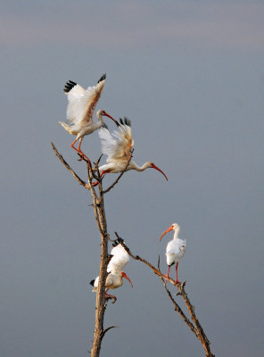 White Ibis