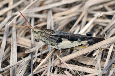 Northern Green-striped Grasshopper (Chortophaga viridifasciata viridifasciata) - male