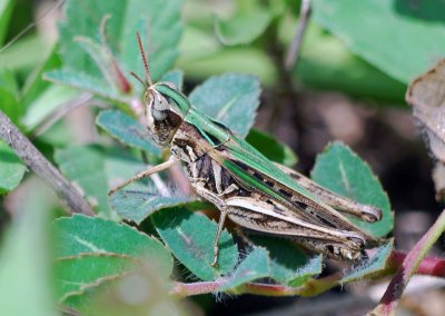 Slantfaced Pasture Grasshopper (Orphulella speciosa) - female