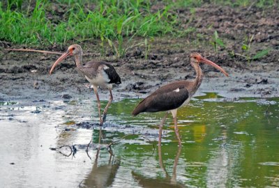White Ibis - juveniles