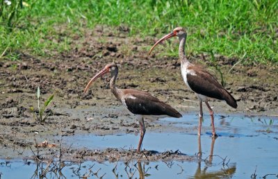 White Ibis - juveniles