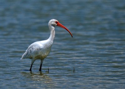 White Ibis