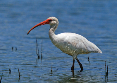 Ibis'