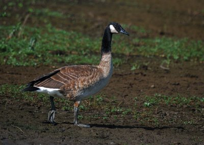 Canada Geese (Giant race)