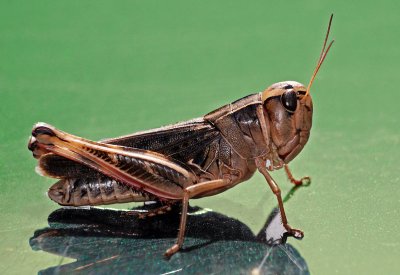 Prairie Boopie (Boopedon gracile) - female