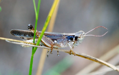 Spotted-winged Grasshopper (Orphulella pelidna)