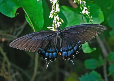 Tiger Swallowtail - black morph