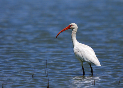 White Ibis