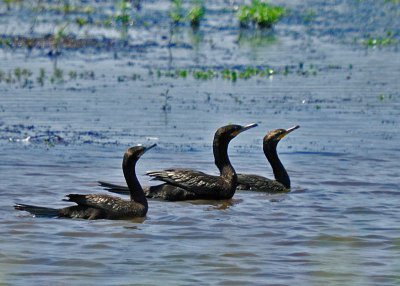 Neotropic Cormorants
