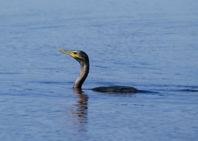 Neotropic Cormorant - juvenile