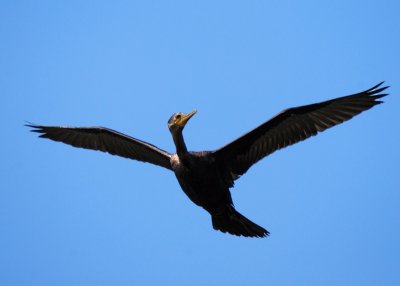 Neotropic Cormorant - juvenile
