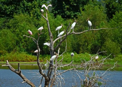 storks and spoonbills