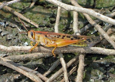 American Bird Grasshopper (Schistocerca americana) - male