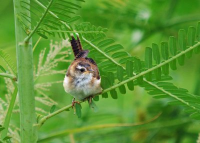 Marsh Wren