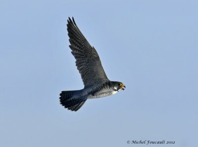 20120130 faucon pèlerin _8164-2.jpg