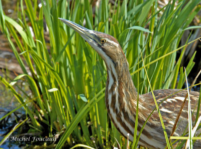 20120511 Butor dAmérique _8350-2.jpg