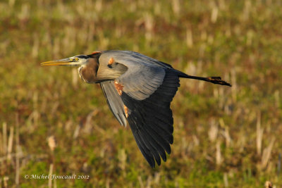 20120524 Grand Héron _2226-2.jpg