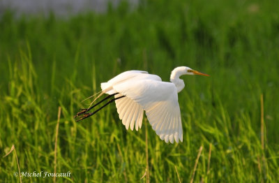 20120603 Grande Aigrette _5742-3.jpg