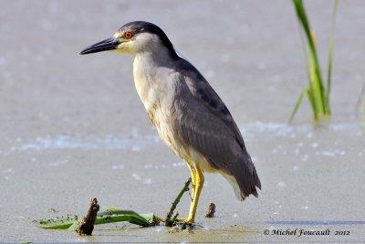 20120605 Bihoreau Gris jeune_7155-3.jpg