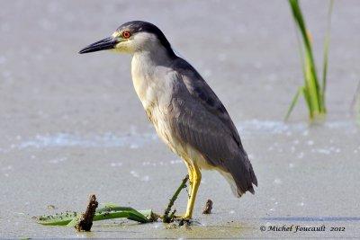 20120605 Bihoreau Gris  jeune_7155-3.jpg