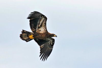 20120703 Pygargue à tête blanche _8987-4.jpg