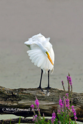 20120823_Grande Aigrette -D-300s_8648-2.jpg