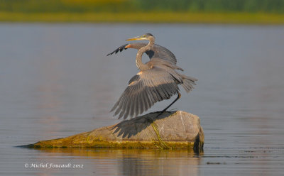 20120825 Grand héron _9128-3.jpg