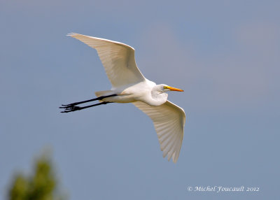 20120823_Grande Aigrette -D-300s_8434_4.jpg