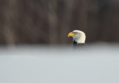 bald eagles -- pygargue a tete blanche
