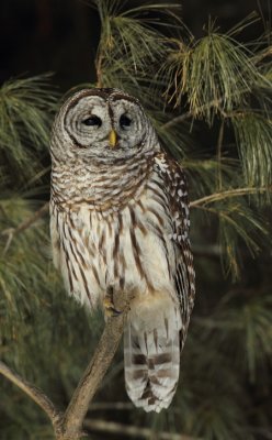 barred owl -- chouette rayee