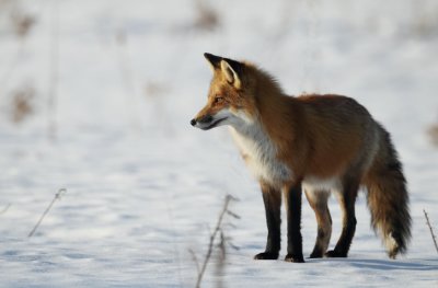 red fox -- renard roux