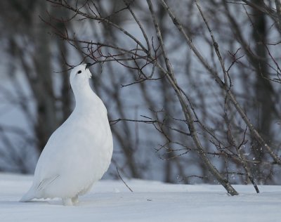 willow ptarmigan -- lagopede des saules