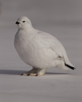 willow ptarmigan -- lagopede des saules