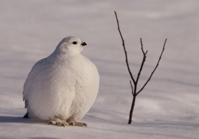 willow ptarmigan -- lagopede des saules