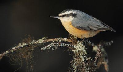 red-breasted nuthatch -- sittelle a poitrine rousse