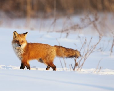 red fox -- renard roux