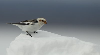 snow bunting -- bruant des neiges