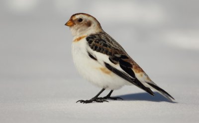 snow buntings -- bruant des neiges