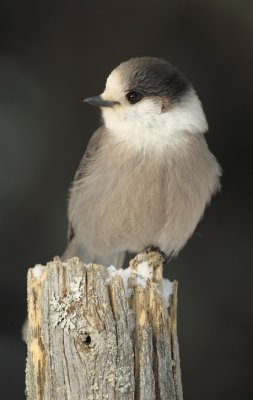 gray jay -- mesangeai du canada