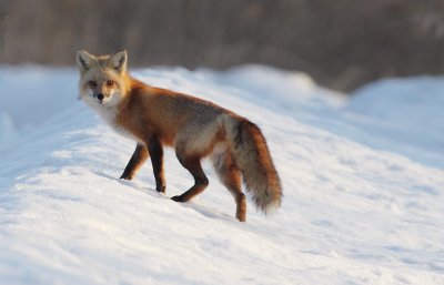 red fox -- renard roux