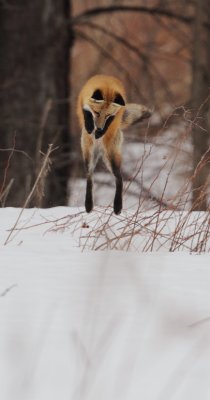 red fox -- renard roux