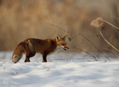 red fox -- renard roux