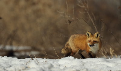 red fox -- renard roux