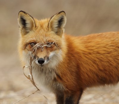 red fox -- renard roux