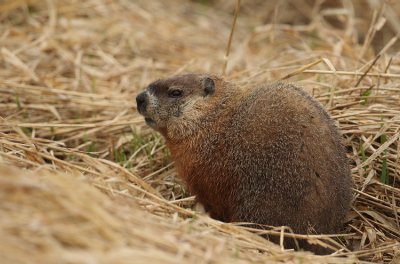 ground hog -- marmotte