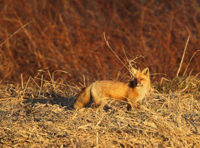 red fox -- renard roux