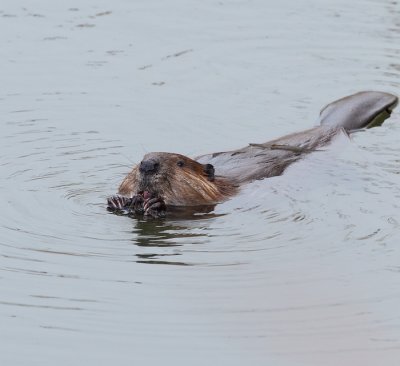 beaver -- castor