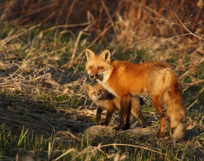 red fox @ pup -- renard roux et renardeaux