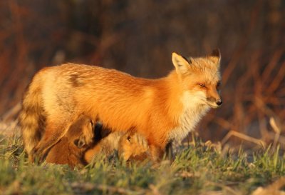 red fox @ pup's -- renard roux et renardeaux